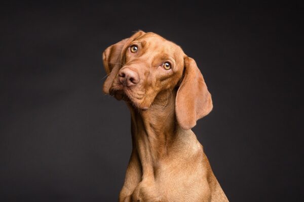 dog, animal, portrait